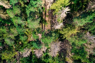 Drone image of dead spruce standing in the stand