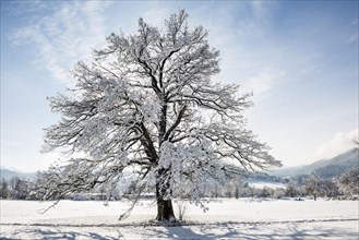 Snowy tree with sun and winter landscape