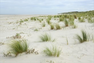 Dune landscape on the North Sea coast