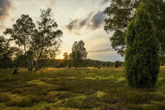 Flowering heath and juniper