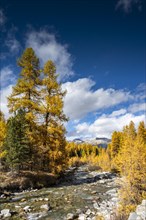 Autumn larch forest with stream