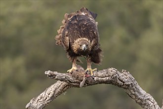 Golden eagle