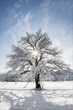 Snowy tree with sun and winter landscape