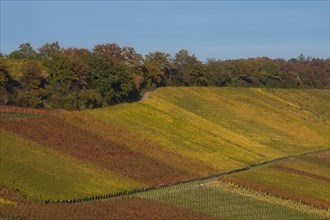 Autumn-coloured vineyards