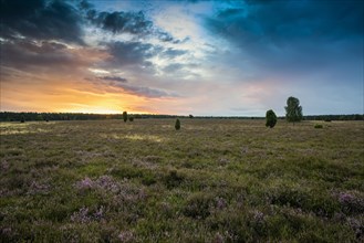 Flowering heath and birch trees