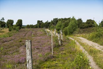 Flowering heath and hiking trail