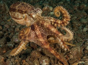 Highly venomous ocellatus octopus