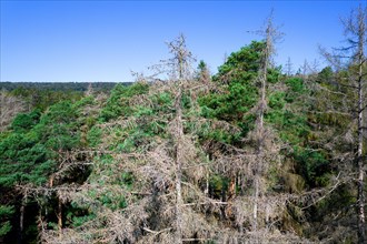 Drone image of dead spruce standing in the stand