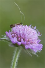 Fairy longhorn moth