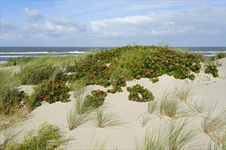 Rosehips in the dune landscape on the North Sea coast