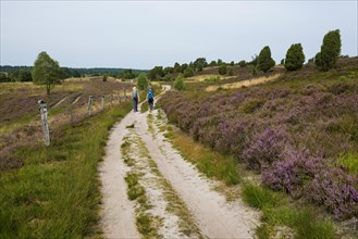 Flowering heath and hiking trail with hikers