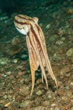 Highly venomous ocellatus octopus