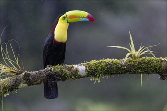 Fishing toucan also called Keel billed Toucan