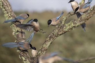 Several azure-winged magpies