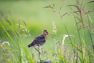 Black tailed godwit