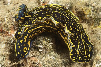 Sea slug