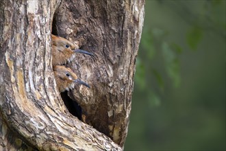 Hoopoe