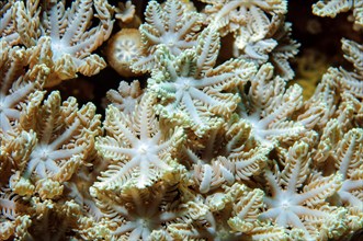 Opened active polyps of pump coral