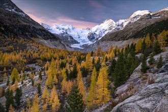 Autumn larch forest in front of Morteratsch glacier