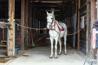 White horse with horse harness standing in a stable