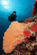 Diver looking at fan coral