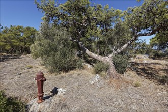 Old hydrant for fire-fighting water in withered vegetation