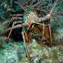 Close-up of Caribbean caribbean spiny crayfish