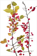 Flowers on spindle bush