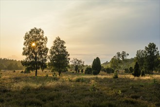Flowering heath and juniper