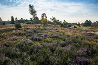 Flowering heath and juniper