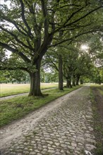 Avenue of trees with oaks and cobblestone road