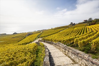 Vineyards in autumn near Chexbres