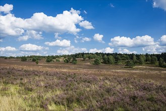 Flowering heath