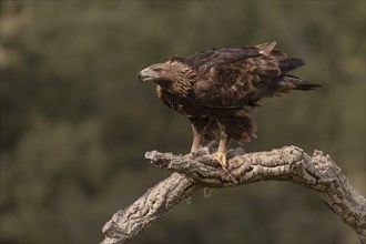 Golden eagle