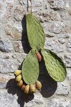 Part of a prickly pear with fruit