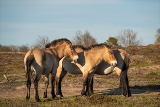 Przewalski's horses