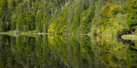 Reflection of the water surface at Feldsee