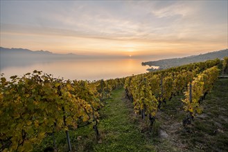 View of vineyards and Lake Geneva from the winegrowing village of Epesses