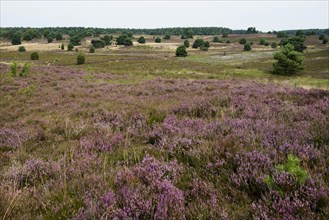 Flowering heath