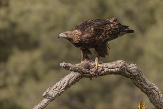 Golden eagle