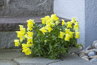 Snapdragon growing in front of a staircase in a narrow crack between concrete blocks