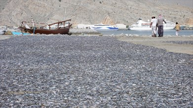 Fishermen drying caught sardinops
