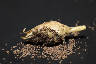 Dried seedpods of a cultivated tobacco