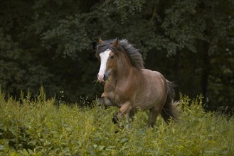 Young cold-blooded mix gelding galloping in the meadow
