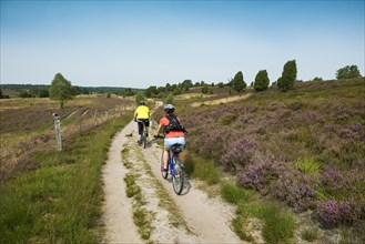 Flowering heath and hiking trail with cyclists