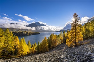 Autumn larch forest above Lake Sils