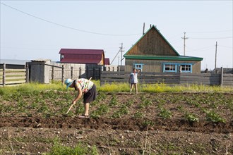 Buryats cultivate a field