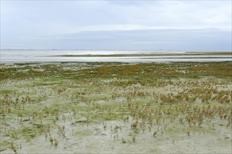Salt marshes with glasswort