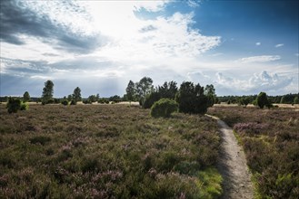 Flowering heath and juniper