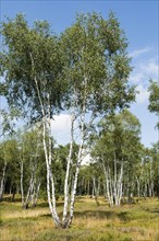 Flowering heath and birch trees